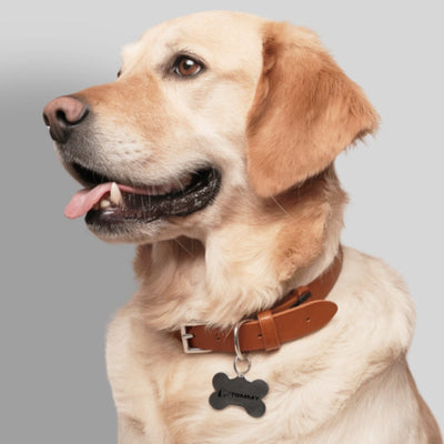 Dog wearing custom engraved stainless steel pet tag with name—personalized pet ID tag India